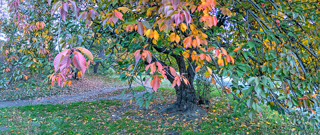 Autumn forest scene in Central Park, New York City