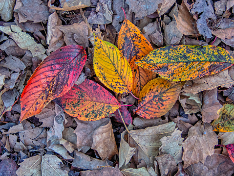 Autumn forest scene in Central Park, New York City