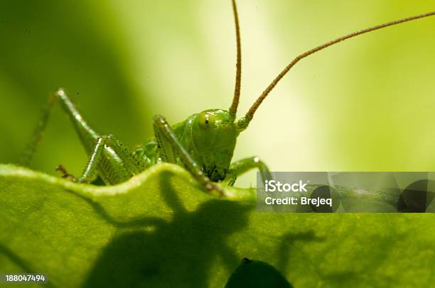 Foto de Gafanhoto No Gramado e mais fotos de stock de Animal - Animal, Exterior, Fauna Silvestre