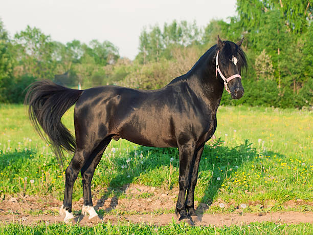 istock exterior of welsh pony stallion 188047668