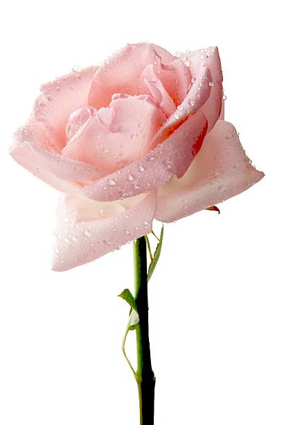 pretty pink rose isolated stock photo