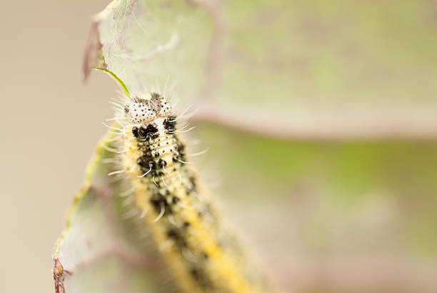 Caterpillar Eating Cabbage Leaf. stock photo