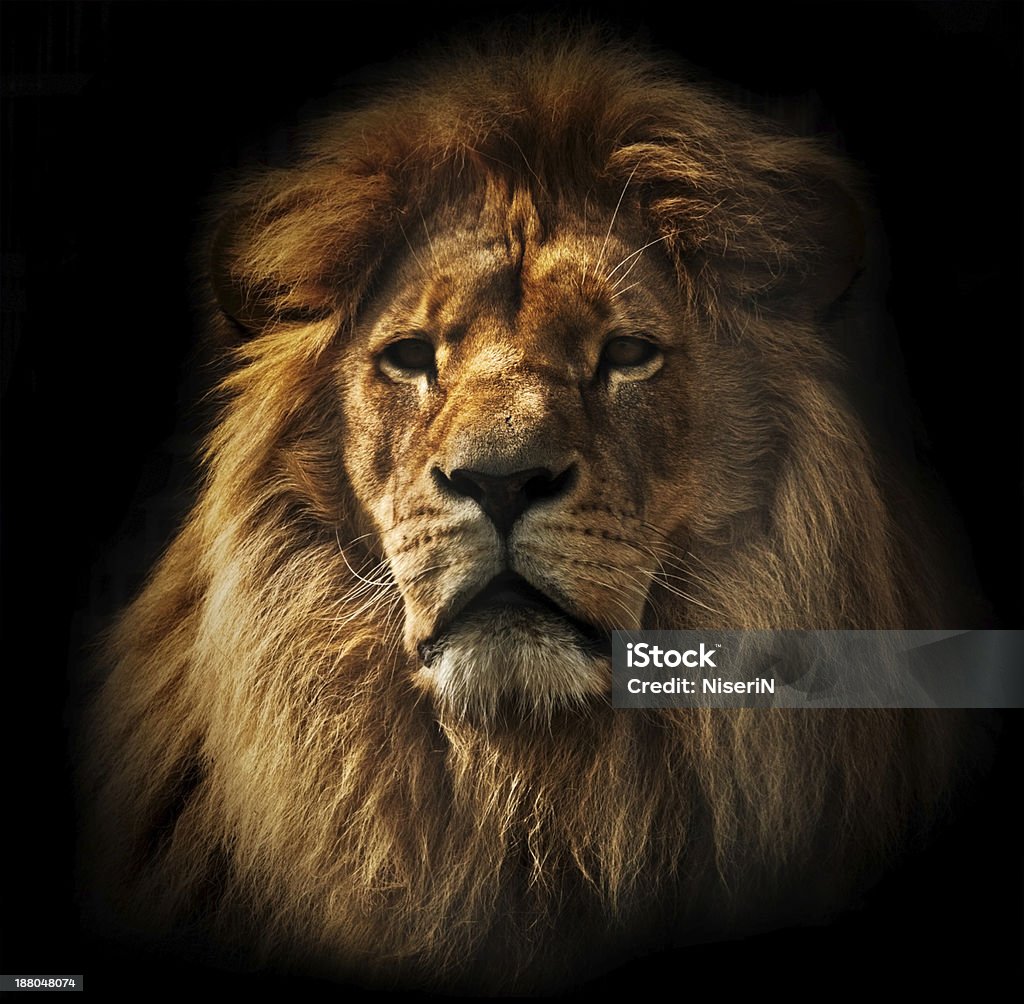 Portrait of lions head with rich mane on black background Lion portrait on black background. Big adult lion with rich mane. Lion - Feline Stock Photo