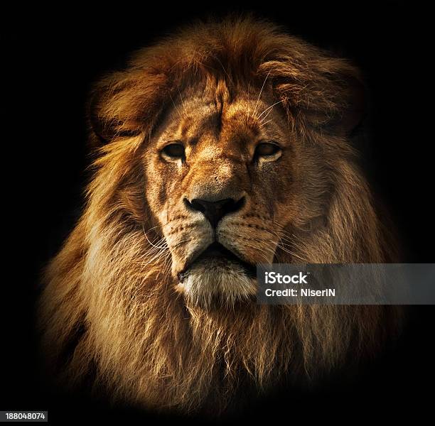 Portrait Of Lions Head With Rich Mane On Black Background Stock Photo - Download Image Now