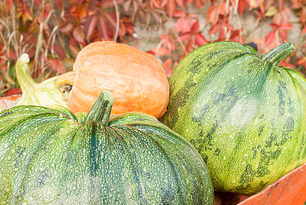 Autumn Pumpkin Harvest stock photo