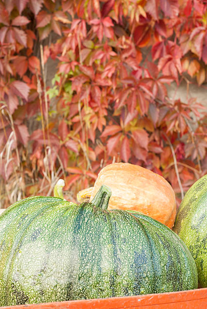 Autumn Pumpkin Harvest stock photo