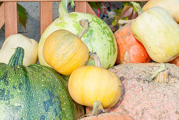 Autumn Pumpkin Harvest stock photo