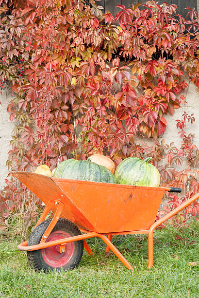 Autumn Pumpkin Harvest stock photo