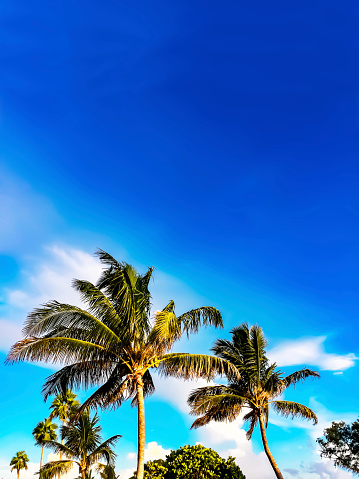 Tropical Coconut Palm (cocos nucifera) trees are swaying in the breeze off of the Las Olas Beach in Fort Lauderdale Florida. The trees are ripe with coconuts. The sky has low clouds and blue sky above. Copy space in the sky.
