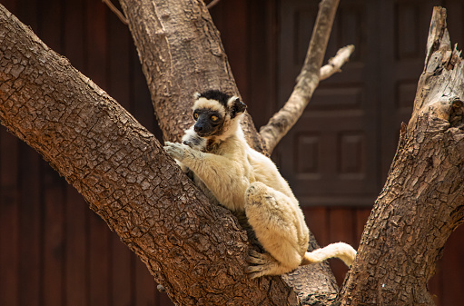 Verreaux's sifaka dansing lemur in Kirindy park. White sifaka with dark head on Madagascar island fauna. cute and curious primate with big eyes