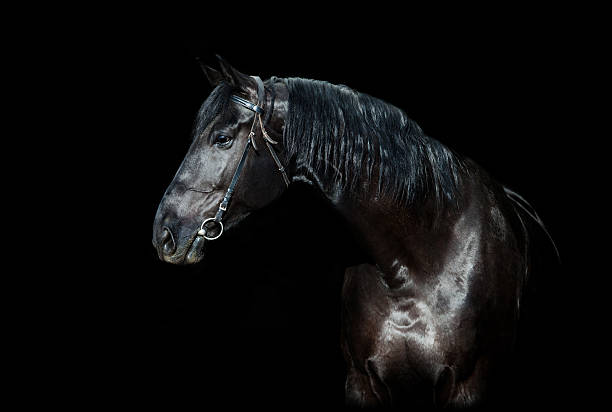 istock Dark horse isolated on black background 188048387