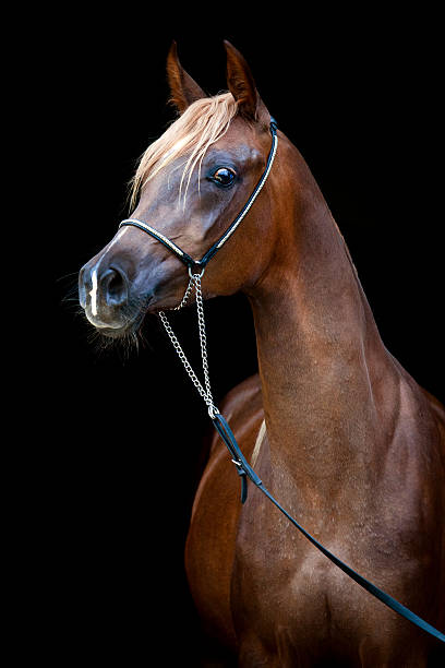 istock Dark chestnut horse head isolated on black background. 188048476