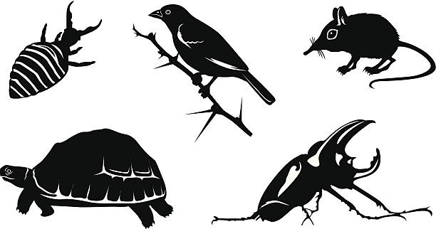 afryki's little five - five animals stock illustrations