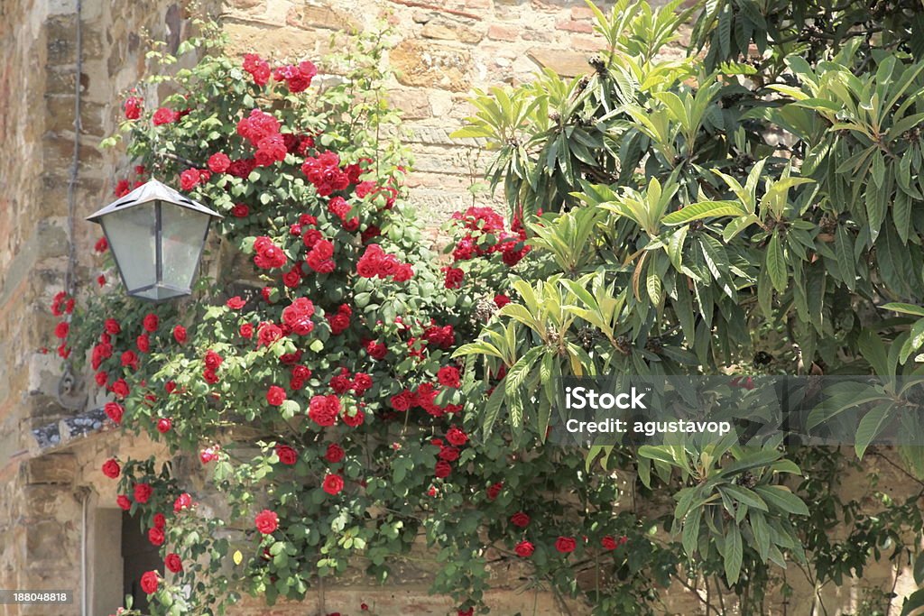 Mediterranean Fasada z kwiatów i liści-Toskania, Włochy - Zbiór zdjęć royalty-free (Architektura)