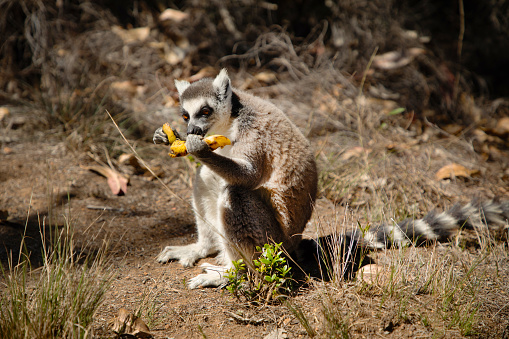 ring-tailed gray lemur in natural environment in private park Madagascar. Close-up cute primate. Funny cute smal animal