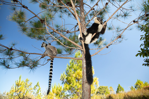 black and white vary lemur in natural environment in private park Madagascar. Close-up cute primate. Funny cute smal animal