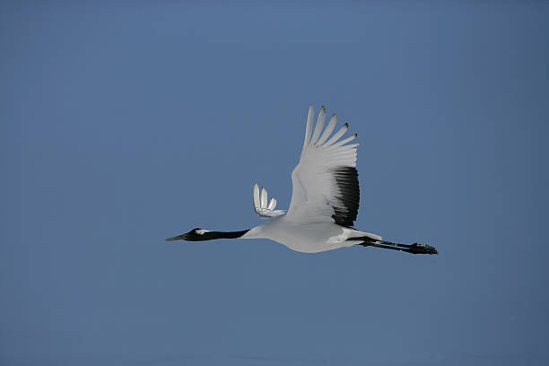 istock Red-crowned or Japanese crane, Grus japonensis, 188049242