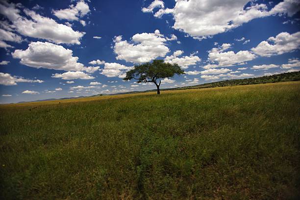 Serengeti landscape stock photo