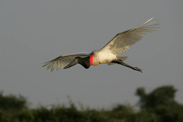 istock Jabiru, Jabirua mycteria, 188049393
