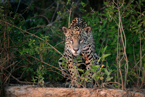 Jaguar, Panthera onca photo