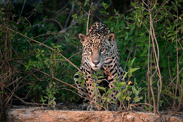 Jaguar, Panthera onca Jaguar, Panthera onca, single mammal in the Pantanal, Brazil pantanal wetlands photos stock pictures, royalty-free photos & images