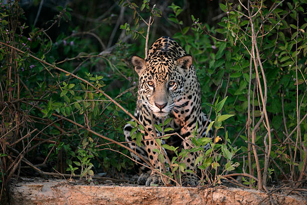 Jaguar, Panthera onca Jaguar, Panthera onca, single mammal in the Pantanal, Brazil jaguar cat photos stock pictures, royalty-free photos & images