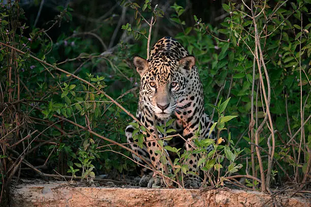 Jaguar, Panthera onca, single mammal in the Pantanal, Brazil