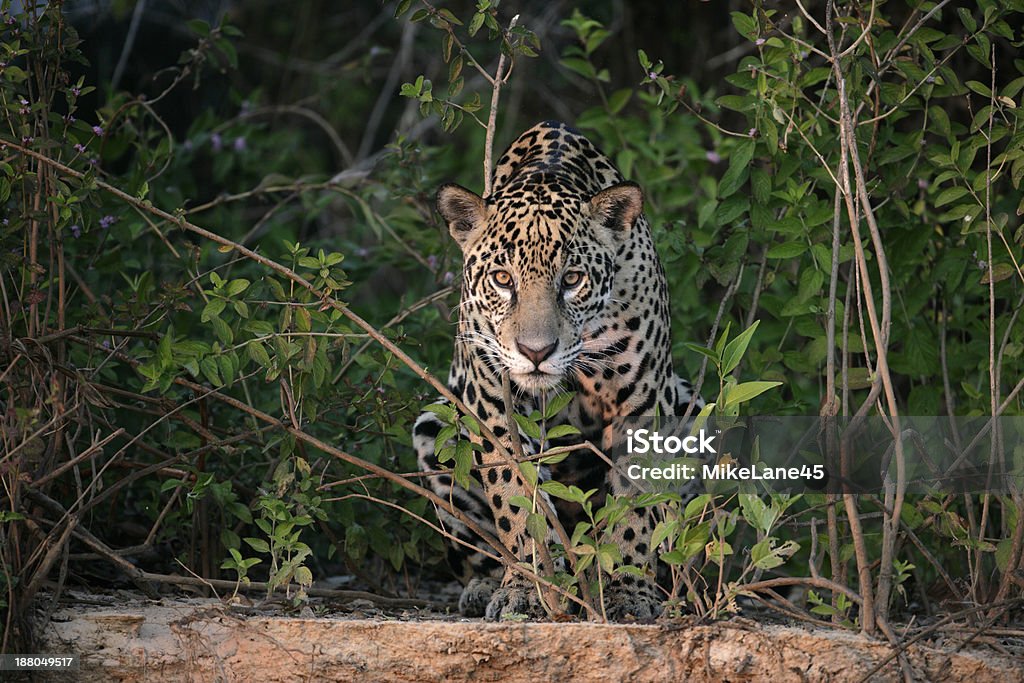 Jaguar, Panthera onca - Royaltyfri Jaguar - Kattdjur Bildbanksbilder