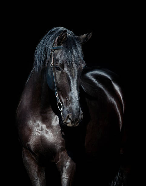 istock Dark horse isolated on black background 188051103