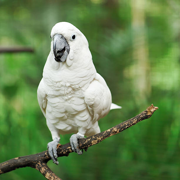 Parrot bird Beautiful white cockatoo parrot bird eclectus parrot stock pictures, royalty-free photos & images