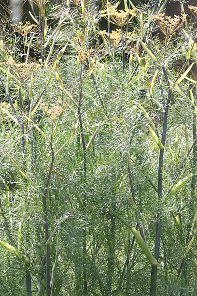 istock Fennel plant detail 188051460