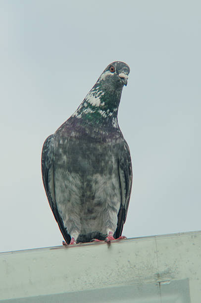 istock urban pigeon eating bread scattered with tourists 188052093