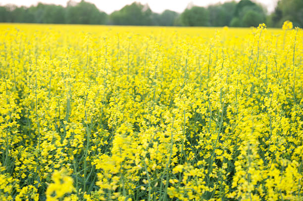 istock blooming canola in the field 188052097