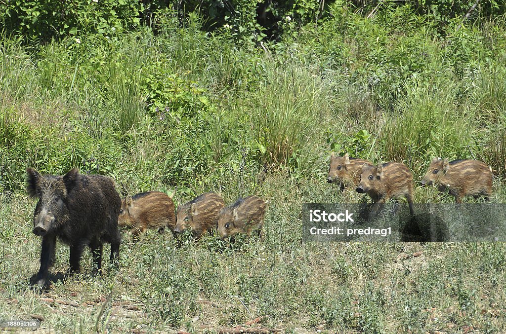 Jabalí familia - Foto de stock de Aire libre libre de derechos