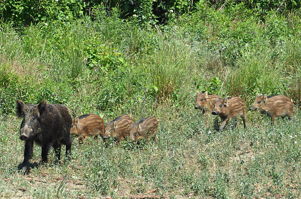 istock Wild boar family 188052106