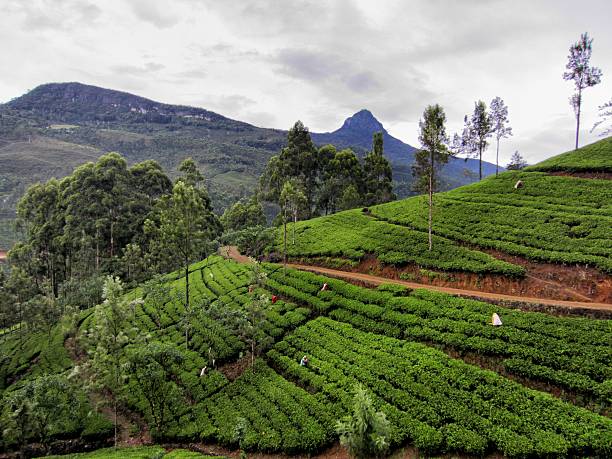 istock Female workers picking tea leaves in Sri Lanka 188052933