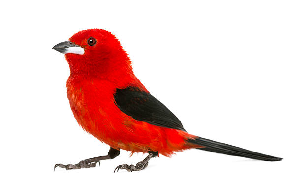 istock Brazilian Tanager - Ramphocelus bresilius 188052978