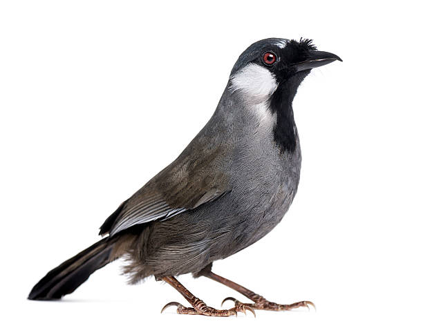 istock Black-throated Laughingthrush - Garrulax chinensis 188052983