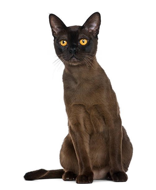 istock Bombay cat sitting and looking up, isolated on white 188053325