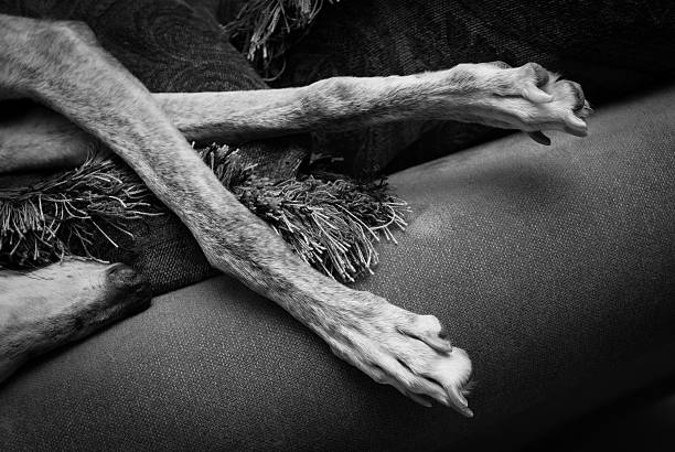 Sleeping greyhound legs stock photo