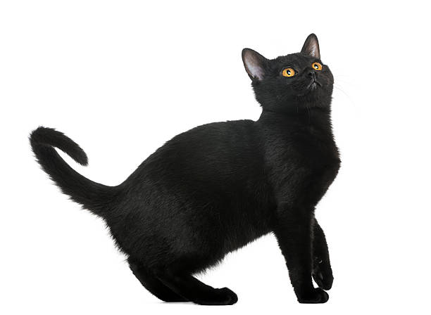 istock Bombay kitten looking up, isolated on white 188055335
