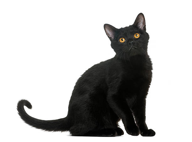istock Bombay kitten sitting and looking up, isolated on white 188055413
