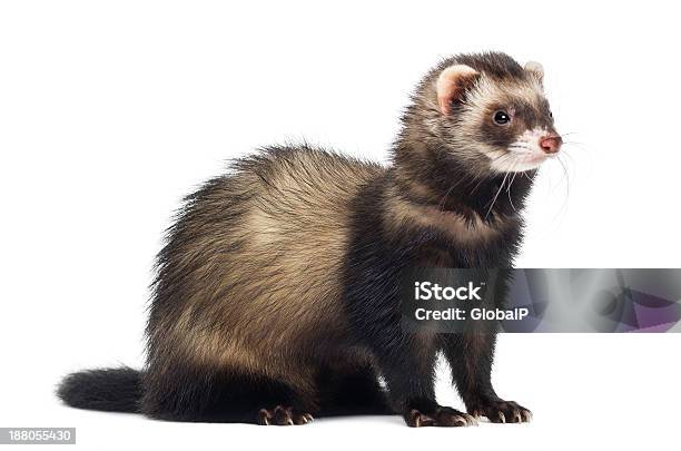 Photo libre de droit de Furet Assis Et Regardant Droite Isolé Sur Blanc banque d'images et plus d'images libres de droit de Furet - Furet, Objet ou sujet détouré, Animal vertébré