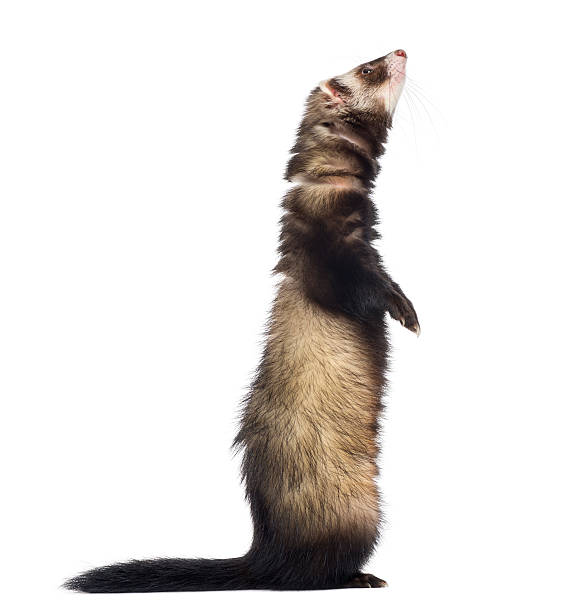 istock Ferret standing on hind legs and looking up, isolated 188055450