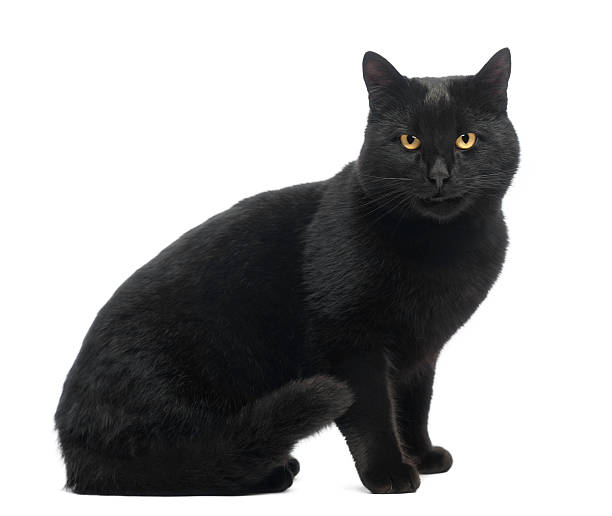 istock Black Cat sitting, smiling and looking at the camera, isolated 188055668