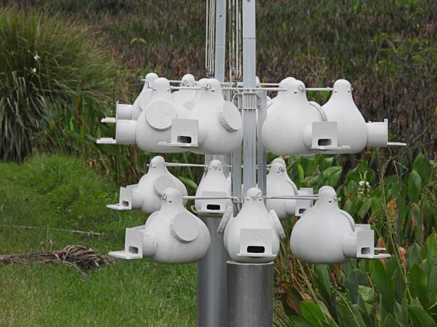 istock Purple Martin Gourds 1880557414