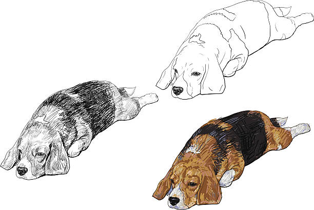 ilustrações, clipart, desenhos animados e ícones de beagle - tracing red pets dog