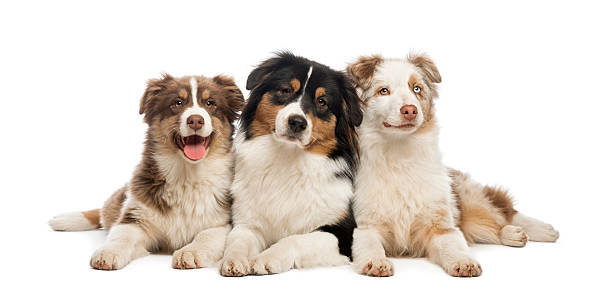 istock Group of Australian Shepherd lying and looking, isolated 188056000