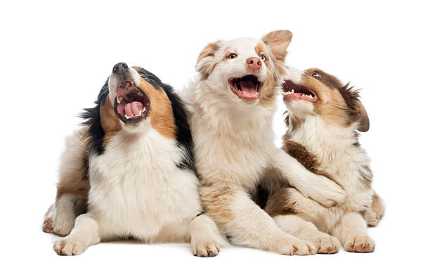 Group of Australian Shepherd lying and playing, isolated Group of Australian Shepherd lying and playing, isolated on white three animals photos stock pictures, royalty-free photos & images