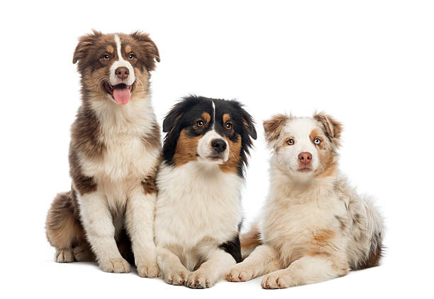 istock Group of Australian Shepherd lying and sitting, isolated 188056022